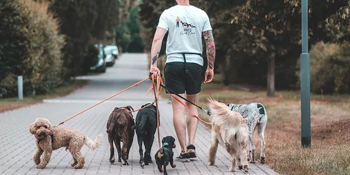 Nino Nell beim Dogwalking in München