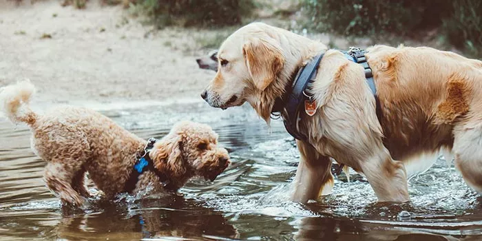 Hunde beim Spaß im flachen Wasser